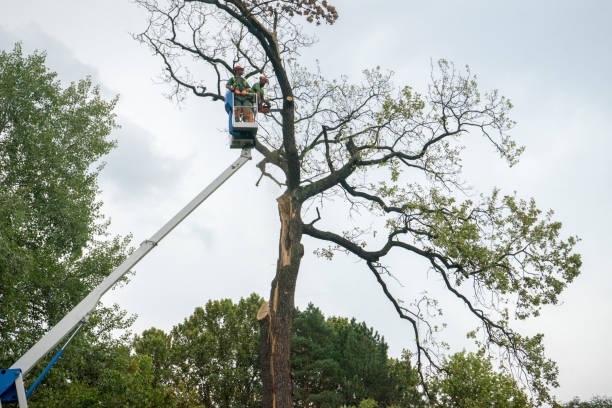 How Our Tree Care Process Works  in  Hertford, NC