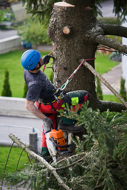  Hertford, NC Tree Removal Pros